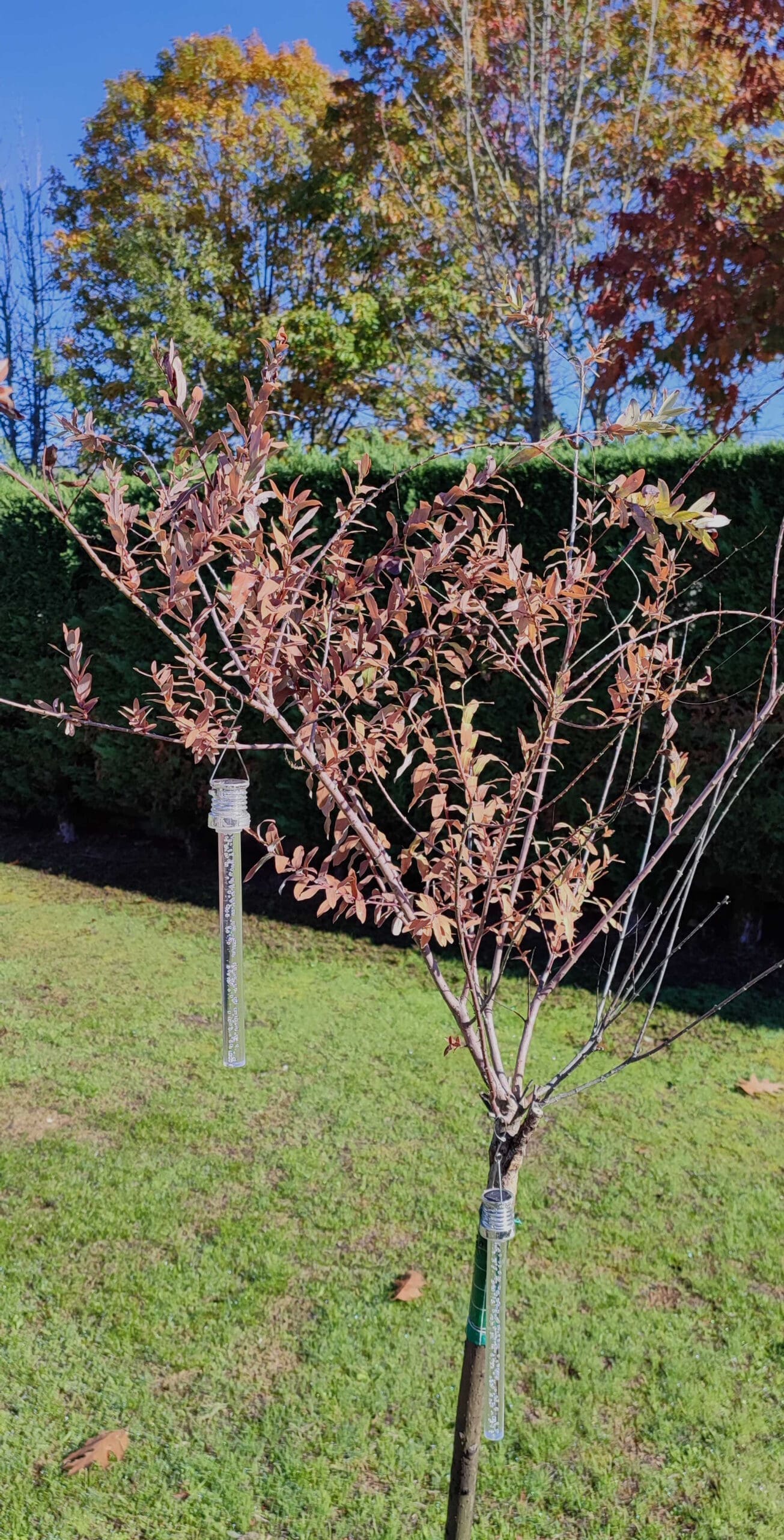 découvrez comment tailler votre saule crevette pour favoriser une croissance saine et une belle apparence. suivez nos conseils pratiques pour entretenir cet arbuste ornemental et profiter d'un jardin éclatant de couleurs.